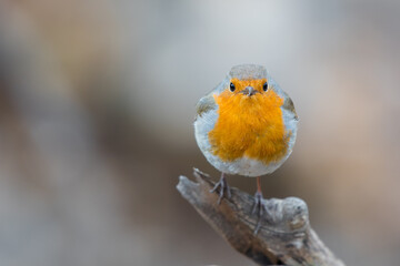 Robin
