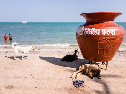 Goats and dogs resting beside a large earthern pot on a white sand beach in the Hindu pilgrimage destination of Rameshwaram.
