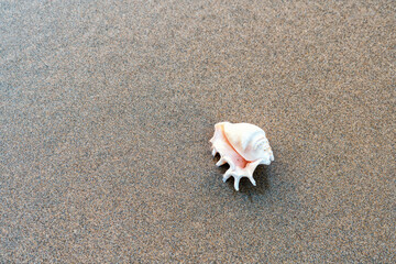 Shell on the sandy beach cornwall uk 