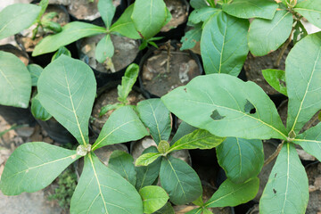 
Selective focus.Small plant of Teak Tree in Thailand 