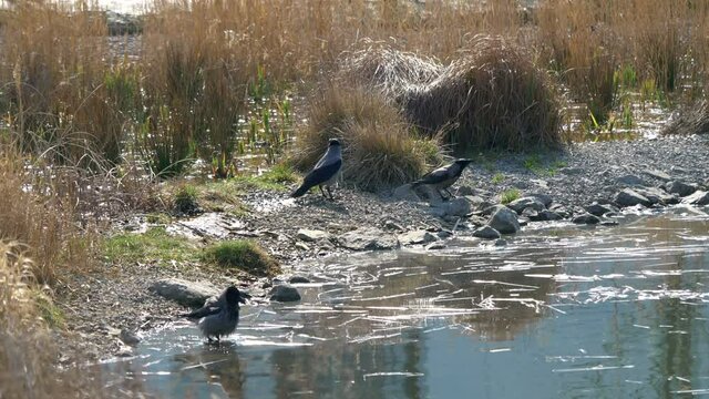 Crows in the water reservoir in 4k slow motion 60fps
