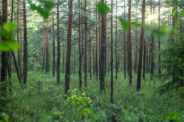 Forest swamp with young pine trees