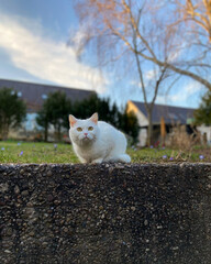 cat on the roof