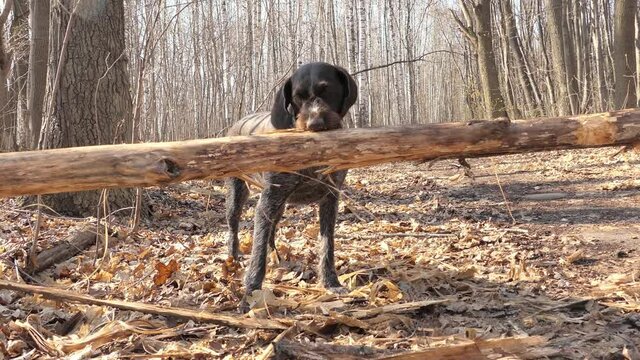A dog in the spring forest. Dog hunting breed, German wire hair. High quality FullHD footage