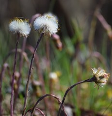 Coltsfoot seed heads