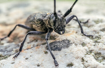 Beetle 