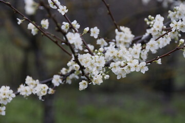 tree blossom