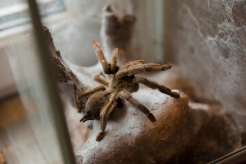 Macro photography of Lycosa spider