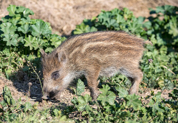 young boarlet outdoor
