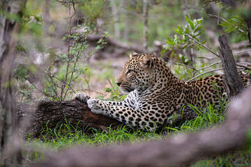 Male Leopard seen on a tree branch on a safari in South Africa