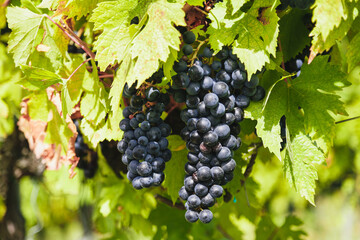 Large bunches of red wine grapes hang from an old vine in warm afternoon light. Vineyard in the Marche region, Italy. Autumn harvest