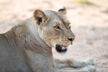 Female Lion seen relaxing in a sandy riverbed on a safari in South Africa