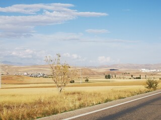 Obraz premium Landscape after the harvest of wheat just yellow