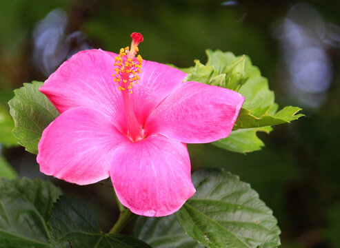 Pink Chinese hibiscus growing in a garden. Hibiscus rosa-sinensis
