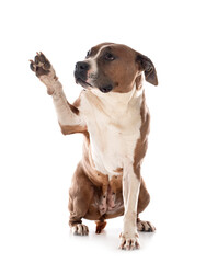 american staffordhire terrier