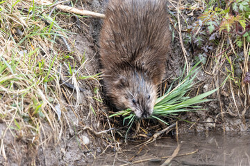 A young muskrat on the banks of a stream looking for food