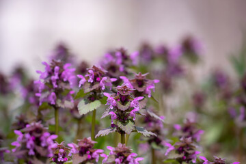 Blooming red nettle.
