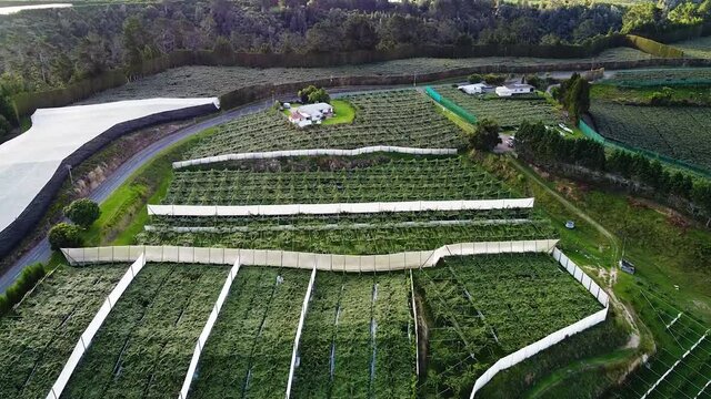 Aerial of a Kiwifruit Orchard in the Bay of Plenty, New Zealand.