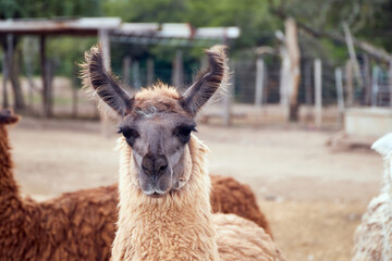 Obraz premium Portrait of a white guanaco, lama guanicoe, camelid native to South America looking at camara in a natural park. South America. Copy space.