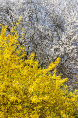 białe kwiaty na drzewie i żółta forsycja © rpetryk