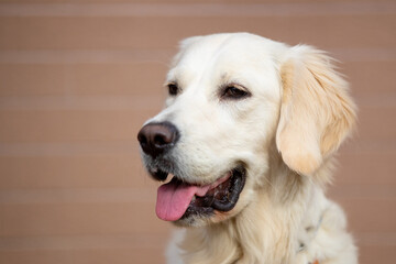 A beautiful Golden Retriever dog poses for portrait