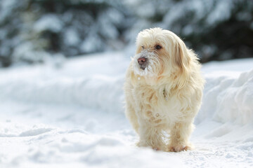 A beautiful dog is sitting in the snow, waiting to play with the owner