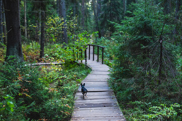 Obraz premium Eco path wooden walkway in Komarovo Shore, Komarovsky Bereg Natural Monument ecological trail path - route walkways laid in the forest, in Kurortny District of St. Petersburg, Russia