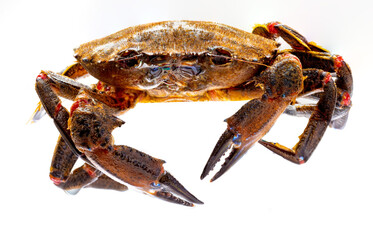 Galician Necoras (from Galicia) in movement. Delicious seafood from the Bay of Biscay and Atlantic. Fresh and alive crabs isolated on white background.