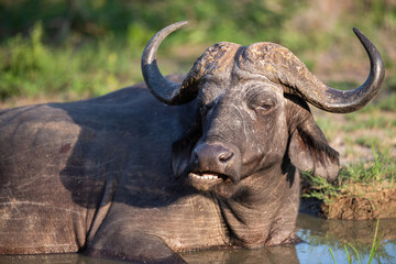 Cape Buffalo seen on a safari in South Africa