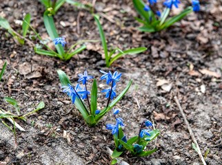 the first blue flowers on the lawn on a spring day 