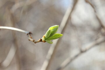 blooming lilac buds on a gray abstract background