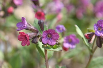 the color palette of honeydew flowers ranges from pink to purpl