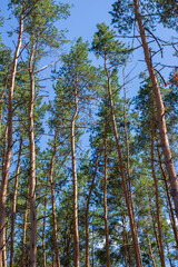 Spring pine forest. Bright contrasting natural background is a combination of blue sky and green trees in spring or summer. Beautiful nature recreation mood