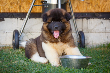 A beautiful American Akita puppy is playing in the grass © BOGDAN