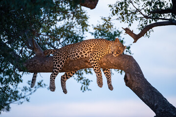 Male Leopard sleeping in a tree on a safari in South Africa