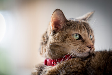A beautiful American short hair tabby cat profile picture with a red collar on her neck while she's looking at the other side of the camera.