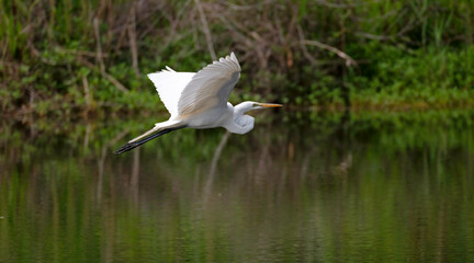 Great Egret flying across a small lake