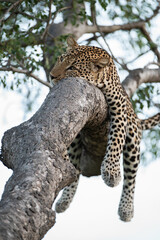 Male Leopard sleeping in a tree on a safari in South Africa