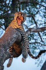 Male Leopard showing his teeth on a safari in South Africa