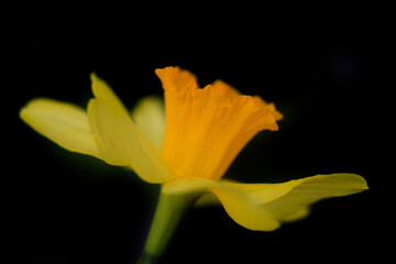 Colorful spring flowers on nature background