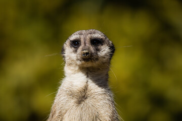 Erdmännchen mit Blickrichtung Kamera