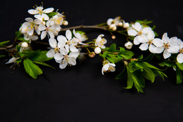 spring flowers on a black background