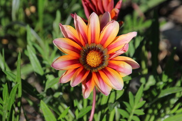 Bloom of a flower in full splendor of Baja California Sur, Mexico