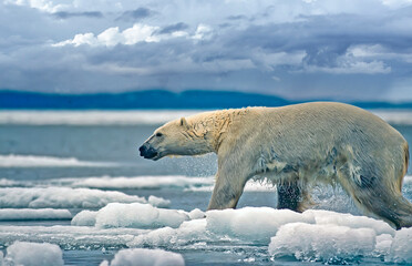 Plakat Large male p[olar bear on ice floe