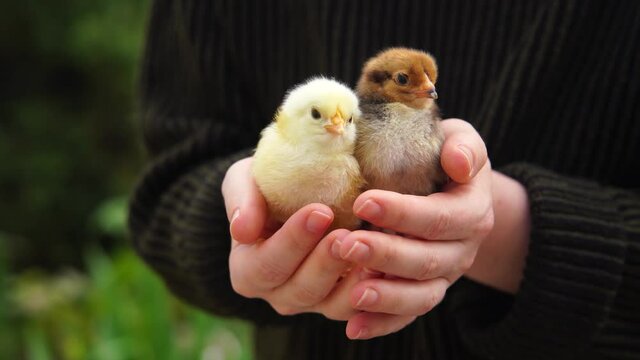 A farmer holds two newborn chickens at an organic poultry farm.