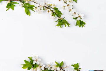 Obraz na płótnie Canvas spring flowers on a white background