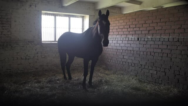 An adult Arabian stallion stands in front of the window in a stall on the hay.
