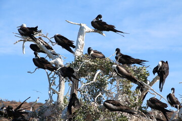 Frigate birds colony on Isla Espiritu Santo, Baja California, Mexico