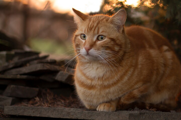 portrait of a cat, red cat