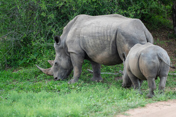 Obraz premium White Rhino cow and calf seen on a safari in South Africa